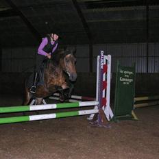 New Forest Bianca*Elev pony*