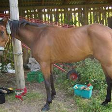 Traver moonshine (solgt)