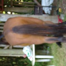 Traver moonshine (solgt)