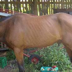 Traver moonshine (solgt)