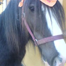 Irish Cob Lille Y von Grieg de luxe