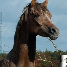 Arabisk fuldblod (OX) Faari Hisaan Star *solgt*