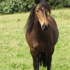 Anden særlig race Nala * Min søsters*