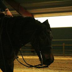 Anden særlig race Nala * Min søsters*