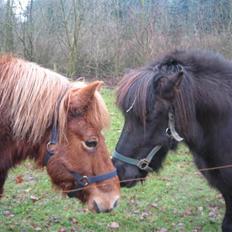 Islænder Sólfari fra Hjermind
