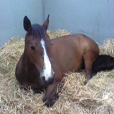 Tysk Sportspony Pamina - Det skønneste egern<3