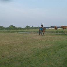 Dansk Varmblod  candy<3 rip /;   