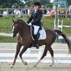 DSP Møgelholts Jambo SOLGT