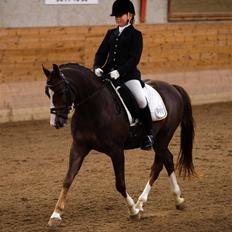 DSP Møgelholts Jambo SOLGT