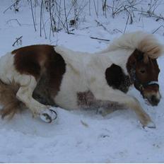 Anden særlig race Matros