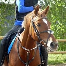 Anden særlig race Mr. Magic B-pony SOLGT