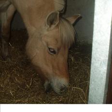 Fjordhest Liv  -   RIP :´(