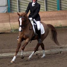 Hollandsk Sportspony Lunderup's  Magnum R.I.P.