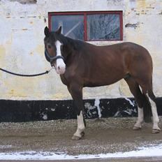 Hannoveraner schang RIP 