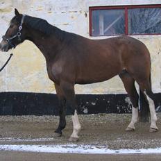 Hannoveraner schang RIP 