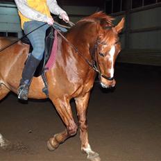 Dansk Varmblod Mister