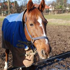 Dansk Varmblod Mister