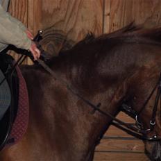 Dansk Varmblod Mister