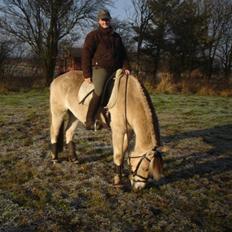 Fjordhest Trinity