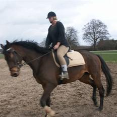 Dansk Varmblod mirador