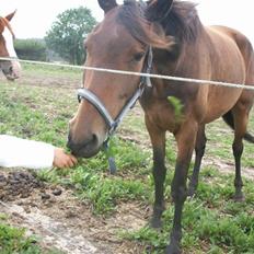 Dansk Varmblod mirador