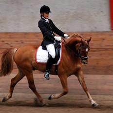 Anden særlig race Mr. Magic B-pony SOLGT