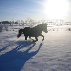 Islænder "¤"assa fra vikærslund"¤"