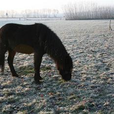 Islænder "¤"assa fra vikærslund"¤"