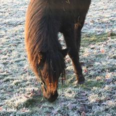 Islænder "¤"assa fra vikærslund"¤"