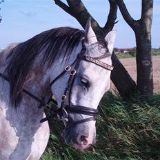 Sportsaraber (A) Zhazir Ibn Malik