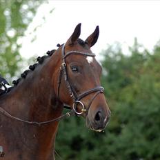 Fuldblod (XX) Lord De Luxe  *Passer*