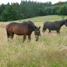 Fuldblod (XX) Lord De Luxe  *Passer*