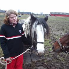 Irish Cob Moonlight  part