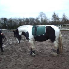 Irish Cob Moonlight  part