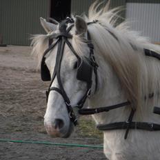 Anden særlig race Sir Bernstein