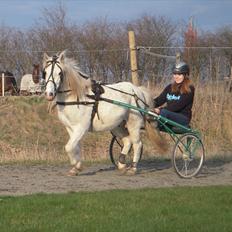 Anden særlig race Sir Bernstein