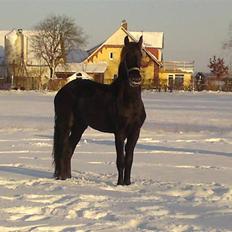 Frieser Zophira von Therkelsen