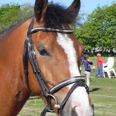 New Forest Stabygårds Casper (solgt) :(