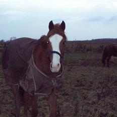 Tysk Sportspony Tanita  HHE´s