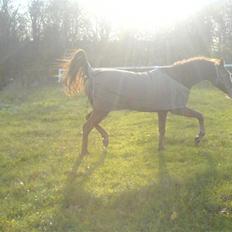 Tysk Sportspony Tanita  HHE´s