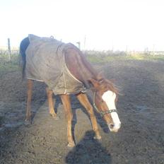 Tysk Sportspony Tanita  HHE´s