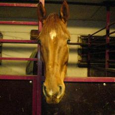 Dansk Varmblod Kip Mccoy  part 