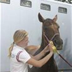 Irsk Sportspony Tullibards Gala Gold 