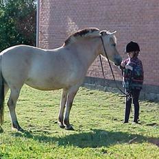 Fjordhest Dora