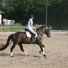 New Forest Romeo's Chicco