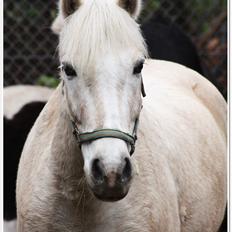 Anden særlig race Oswald <3