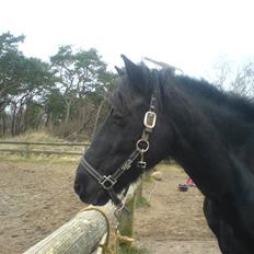 Welsh Cob (sec D) G. Black Surprise (SOLGT)