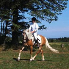 Haflinger Anton Wican