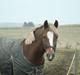 New Forest Firfod Fed Fezt|SOLGT|:'(