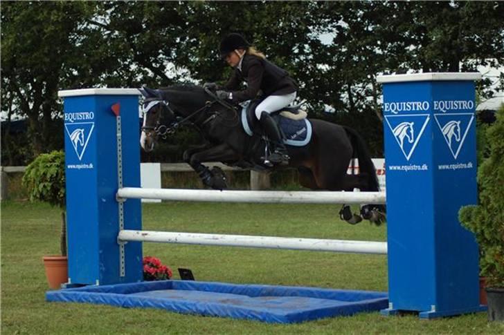 Welsh Pony (sec B) Dixie  / † / - MA på Kallehavegaard 2008(2.plads) billede 15